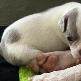 Boston Terriers and Great Danes from Boston’s With a Splash & Sapphire’s Royal Danes