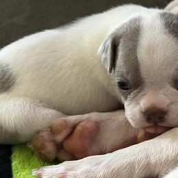 Boston Terriers and Great Danes from Boston’s With a Splash & Sapphire’s Royal Danes