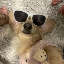 Sunny - Dachshund