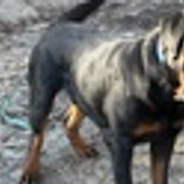 Rottweilers from Southeast Companion & Protection Dogs