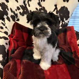 Miniature Schnauzer Puppies from R&T Tx Mini Schnauzers