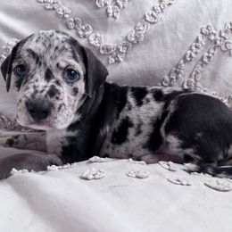 Jones - Blue merle male Catahoula Leopard Dog puppy in Cottonwood, California from Cottonwood Creek Catahoula’s