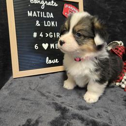 4 pink collar girl - Black and tan female Pembroke Welsh Corgi puppy in Harrisburg, Illinois from Parish Corgis