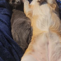 Border Collies and Pembroke Welsh Corgis from Kickin It Acres BCs