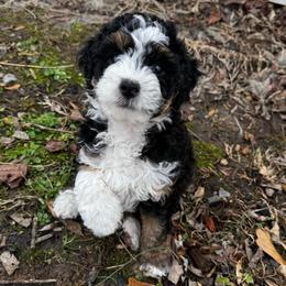 Flower Moon - Tri-color female Bernedoodle puppy in Henrico, Virginia from Paws 4 Doodles, LLC
