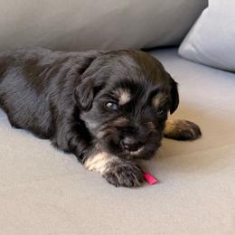 Pink girl 'Darla' - Black and silver female Miniature Schnauzer puppy in Cadiz, Kentucky from Southern Magnolia Schnauzers