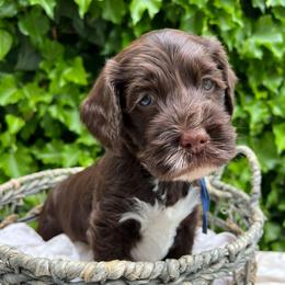 Linus - Chocolate male Australian Labradoodle puppy in Atascadero, California from Classic Poodles and Doodles