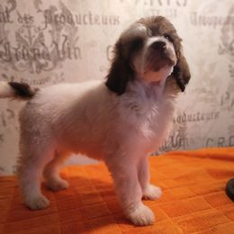 Poodle Puppies from Omaha Standard Poodles