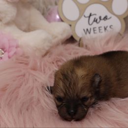 Tulip - Cream sable female Pomeranian puppy in Concord, California from Eelan’s Poms