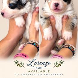 Lorenzo - Blue merle male Australian Shepherd puppy in Gowen, Michigan from XA AUSTRALIAN SHEPHERDS