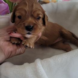Scarlett Elowen - Ruby female Cavalier King Charles Spaniel puppy in Decatur, Illinois from Petite Pups