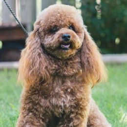 Poodles from Mama's Adorable Poodles