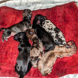 Dachshund Puppies from Mainely Doxies