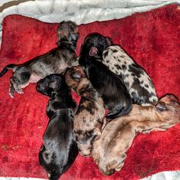 Dachshund Puppies from Mainely Doxies