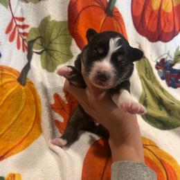 Boone - Black tri-color male Australian Shepherd puppy in Mcmillan, Michigan from Hall-N-Auss Australian shepherds