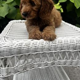 Goldendoodle Puppies from Mini Golden Doodles