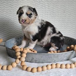 Roscoe - Blue merle male Australian Shepherd puppy in Mountain Grove, Missouri from K Bar H Farms