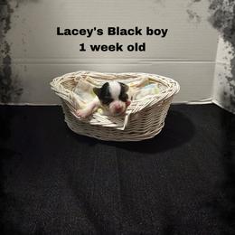 Lacey's black boy - Parti male Yorkshire Terrier puppy in Inverness, Florida from Luvayorkie&more