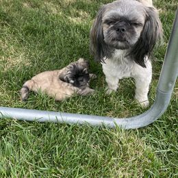 Shih Tzu Puppies from Wachowicz Shihtzu