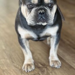 French Bulldogs from Chloe the frenchie