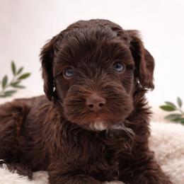Red - Brown and white male Aussiedoodle puppy in Byron, Georgia from Southern Olive Doodles 🫒