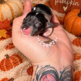 Ash - Piebald female Dachshund puppy in Pope, Mississippi from Anna’s Mini Doxies