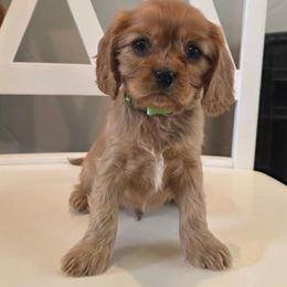 Sunny - Ruby male Cavalier King Charles Spaniel puppy in Winnemucca, Nevada from Ruby Mountain Cavaliers