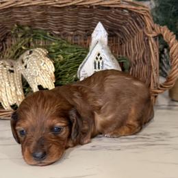 Dachshund Puppies from Monroe’s Hillcrest Dachshunds