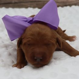 Purple Female - Dark golden female Golden Retriever puppy in Norman, Oklahoma from Raised Right Pups
