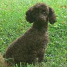 Gurty - Poodle