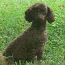Gurty - Poodle