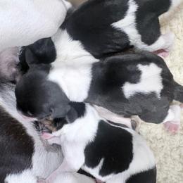 Poppy - Black tan and white female Beagle puppy in Gentry, Arkansas from HC Puppy Ranch