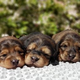 Dachshunds from Bluegrass Dachshunds