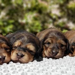 Dachshunds from Bluegrass Dachshunds