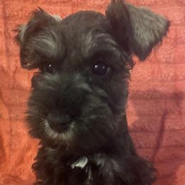 Miniature Schnauzers from Trena's Miniature Schnauzers