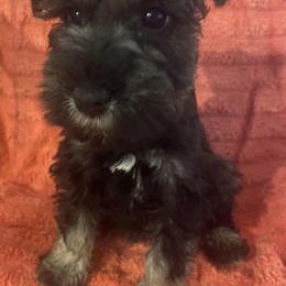 Miniature Schnauzers from Trena's Miniature Schnauzers