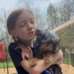 Carlee - Black and tan female Yorkshire Terrier puppy in Elizabethtown, Kentucky from Teeny Tiny Puppy Tails