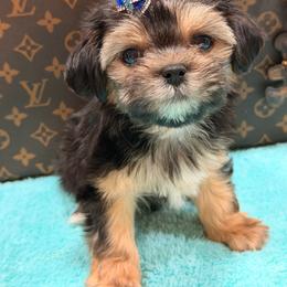 Albert - Black and gold male Morkie puppy in Cooper City, Florida from Jenny La Bone