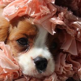 Cavalier King Charles Spaniel Puppies from Ohana Cavaliers