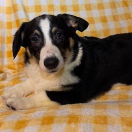 Girl 2 - Black and tan female Pembroke Welsh Corgi puppy in Surprise, Arizona from Ruff and Rowdy Corgis