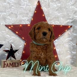 Goldendoodle Puppies from Jeremy Dafoe