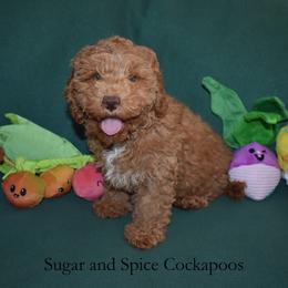 Willow - Red female Cockapoo puppy in Hopkins, South Carolina from Sugar and Spice Cockapoos