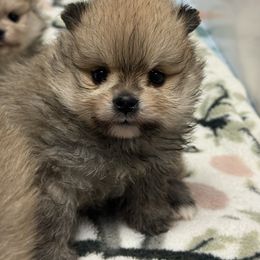 Mia - Cream sable female Pomeranian puppy in Newport Beach, California from Exotic City Pomeranians and chihuahuas