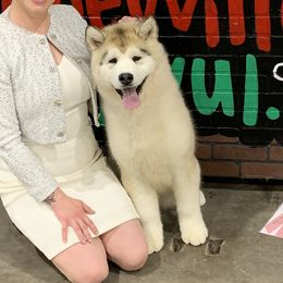 Olivia - Alaskan Malamute