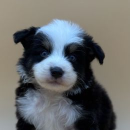 Bronson - Black tri-color male Australian Shepherd puppy in Porterville, California from Wild Oak Farms