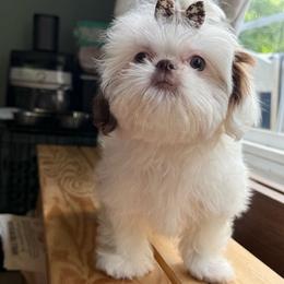 Butterfly - Liver and white female Shih Tzu puppy in Rockville Centre, New York from Magnolia Tzus