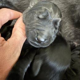 Girl 5 - Black female Giant Schnauzer puppy in Bois D’arc, Missouri from Down Low Kennels