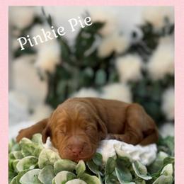 Pinkie Pie - Apricot female Australian Labradoodle puppy in Gladstone, Oregon from Beaver State Labradoodles