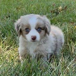 Hei Hei - Red merle male Toy Australian Shepherd puppy in College Station, Texas from South Paw Toy Aussies
