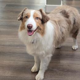 Favor - Australian Shepherd